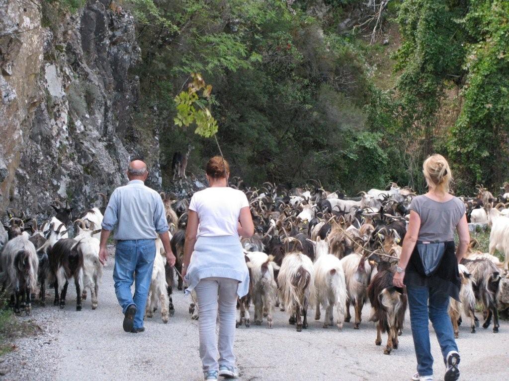 Corsica - local residents