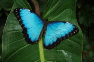 Blue Morpho Butterfly - Costa Rica