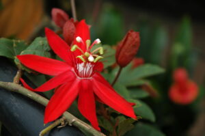 Costa Rica Flower